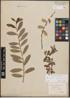 Foto von Salix aurita L. x Salix purpurea L.